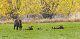 Moose