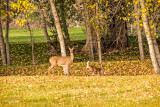 Autumn-Whitetails-ISO,-1000,-214mm,-f-10-@-320-sec.jpg