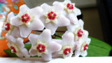 Hoya carnosa- Wax Flower