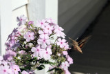 IMG_5923 Hummingbird Moth.jpg