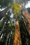 IMG_2729 Redwoods.jpg