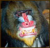 mandrill 7 .jpg