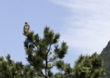 Redtailed hawk perched on high branch