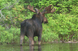 Moose 3