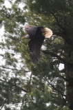Bald Eagle flying 1