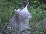 Tent caterpillar nest