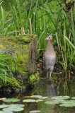 Corncrake