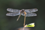 Dragonflies