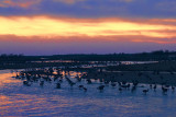 Roosting on the Platte River