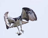 Osprey.jpg
