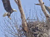 conowingo031315000_55.jpg