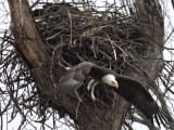 conowingo031315000_127.jpg