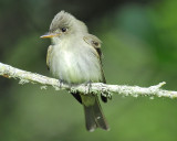 eastern wood pewee BRD7767.JPG