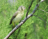 warbling vireo BRD8044.JPG