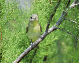 warbling vireo BRD8043.JPG