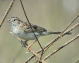 cassins sparrow BRD8906.JPG