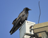 fish crow BRD0082.JPG