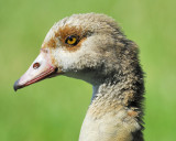 egyptian goose BRD0111.JPG