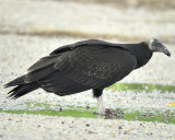 turkey vulture BRD0305.JPG