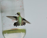 ruby-throated hummingbird BRD0564.JPG