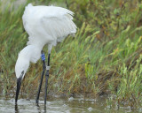 reddish egret BRD0593.JPG