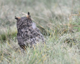 great horned owl BRD0652.JPG
