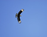 crested caracara BRD1225.JPG