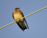 rough-winged swallow BRD1302A.JPG