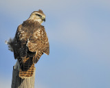 red-tailed hawk BRD1487.JPG