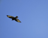 broad-winged hawk dark BRD1590.JPG