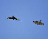 broad-winged hawk dark RD1599.JPG