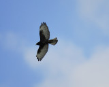 broad-winged hawk dark BRD1898.JPG