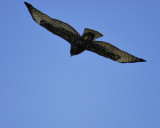 broad-winged hawk dark BRD2278.JPG