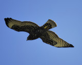 broad-winged hawk dark BRD2271.JPG