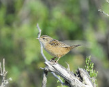 sedge wren BRD2763.JPG