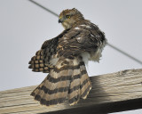 coopers hawk BRD3048.JPG