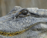 american alligator BRD3779.JPG