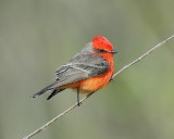 vermilion flycatcher BRD3985.JPG