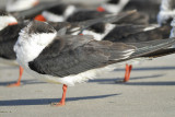 black skimmer BRD4043.JPG