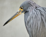 tricolored heron BRD4113.JPG