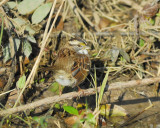 white-throated sparrow BRD4315.JPG