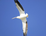 white pelican BRD4563.JPG
