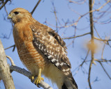 red-shouldered hawk BRD5018.JPG