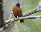 american robin BRD5373.JPG