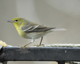 pine warbler BRD5419.JPG