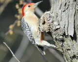red-bellied woodpecker BRD5468.JPG
