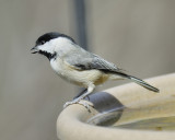 carolina chickadee BRD5725.JPG