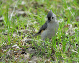 tufted titmouse BRD5900.JPG