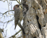 yellow-shafted flicker BRD5871.JPG