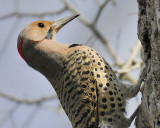 yellow-shafted flicker BRD5885.JPG